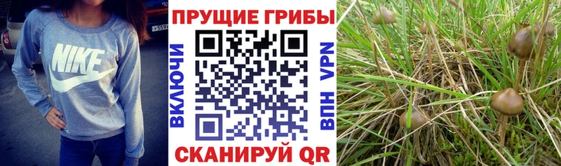 Галлюциногенные грибы GOLDEN TEACHER  сайты даркнета телеграм  Среднеколымск  магазин продажи наркотиков 